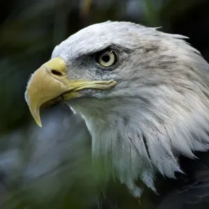 Us-Zoo-Bald-Eagle Us-Zoo-Bald-Eagle