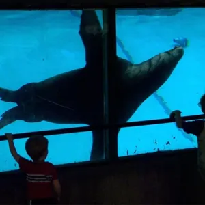 Print of two children watching a sea lion at the National Zoo Print of two children watching a sea lion at the National Zoo
