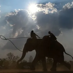 Vietnam-Animal-Elephant-Festival