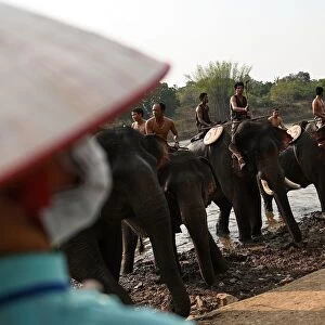 Vietnam-Animal-Elephant-Festival