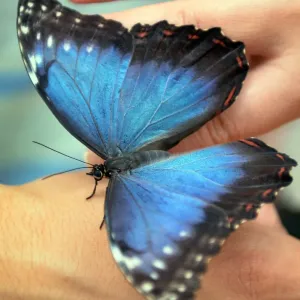 A visitor holds a Peleides Blue Morpho (Morpho Peleides) butterfly originary A visitor holds a Peleides Blue Morpho (Morpho Peleides) butterfly originary
