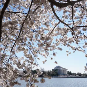 Washingtons famed cherry trees expected to reach peak blossom Washingtons famed cherry trees expected to reach peak blossom