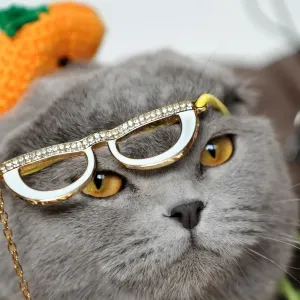 Print of a Scottish Fold cat in hat and glasses observing a cat exhibition Print of a Scottish Fold cat in hat and glasses observing a cat exhibition