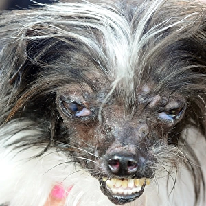Worlds Ugliest Dog Competition