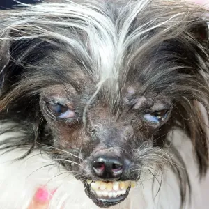 Print of Peanut, a Chihuahua-Shitzu mix, at the Worlds Ugliest Dog Competition Print of Peanut, a Chihuahua-Shitzu mix, at the Worlds Ugliest Dog Competition