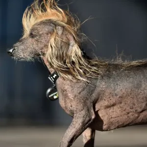 Print of Himisaboo, a Chinese Crested Wiener mix dog Print of Himisaboo, a Chinese Crested Wiener mix dog