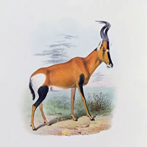 Antelope, from The Book of Antelopes, (colour litho)