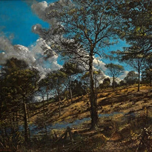 Bigbury Wood (oil on canvas)