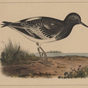 Birds, Plate VII, 1855 (colour litho)