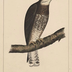 Birds, Plate XIII, 1855 (colour litho)