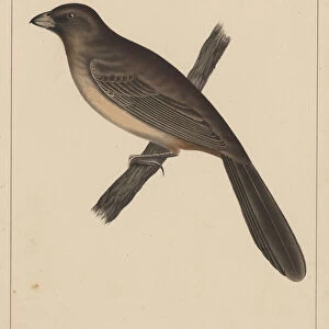 Birds, Plate XXX, 1855 (colour litho)