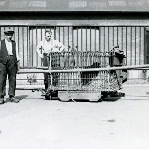 A Black Leopard being transported in a cage by keepers at London Zoo