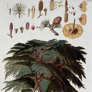 Botanical board: Cedar. n. d. 19th century