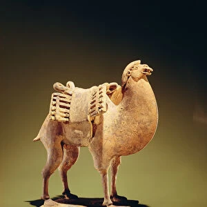 Camel, mid to late 6th century, Northern Wei (386-534)-Northern Qi (550-77) dynasty