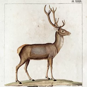 Common deer and Ibex. "Fauna des Mdecins ou histoire des animaux et de leurs produits par Hippolyte Cloquet"- Volume 6 - 1825