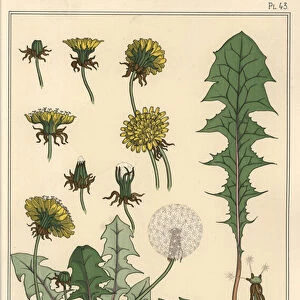 Dandelion botanical study, 1897 (lithograph)