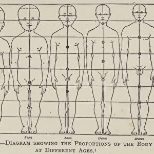 Diagram showing the Proportions of the Body at Different Ages (litho)
