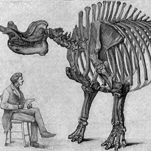 Dinosaur skeleton: "Brontops robustus", March