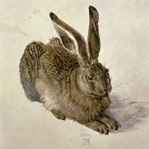 Hare, 1502 (w / c on paper)
