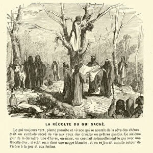 Harvesting mistletoe, sacred to the druids of Gaul, from an oak tree (engraving)