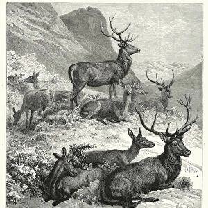 Horde de cerfs rouges au repos, dans les montagnes d Ecosse (engraving)