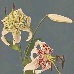 Lilies, 1897 (hand-coloured collotype)