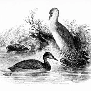 The Little Grebe, or Dabchick, illustration from A History of British Birds