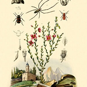 Long-jawed Spider, 1833-39 (coloured engraving)