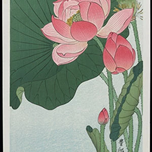 Lotus, 1930s (colour woodblock print)