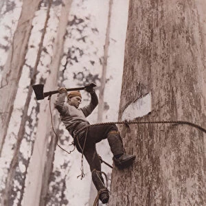 Lumberjack at work, Western Australia (coloured photo)