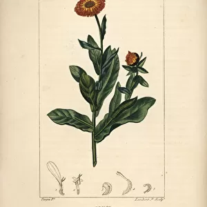 Marigold, Calendula officinalis, with flower, leaf and stalk. Handcoloured stipple copperplate engraving by Lambert Junior from a drawing by Pierre Jean-Francois Turpin from Chaumeton, Poiret and Chamberets "La Flore Medicale
