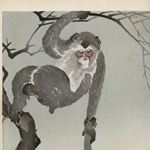 Monkey and baby reaching for the reflection of the moon, 1910 (colour woodblock print)