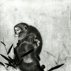 Monkeys (b / w photo)