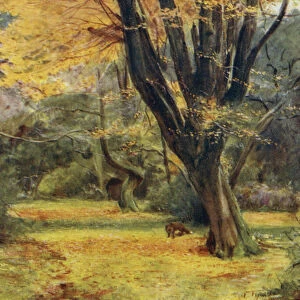 The New Forest: Maples, near Queens Bower (colour litho)