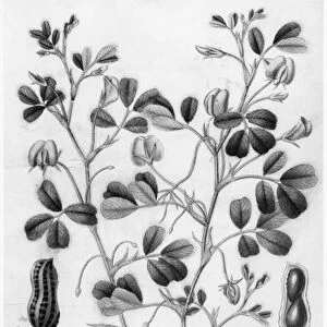 Peanut (Arachis hypogaea) (engraving) (b / w photo)