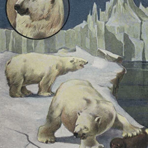 Polar bears in the Arctic (colour litho)