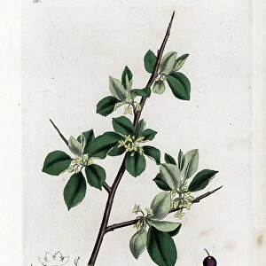 Purgative or cathartic buckthorn - Purging buckthorn, Rhamnus catharticus. Handcoloured copperplate engraving from a botanical illustration by James Sowerby from William Woodville and Sir William Jackson Hooker's " Medical Botany