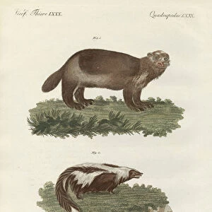 Rare four-footed animals (coloured engraving)