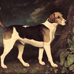 Ringwood, a Brocklesby Foxhound, 1792 (oil on canvas)