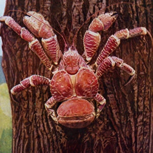 A robber crab climbing a coconut palm, Christmas Island, Indian Ocean (photo)