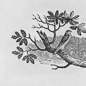 The Sparrowhawk (Accipiter nisus) from the History of British Birds Volume I, pub