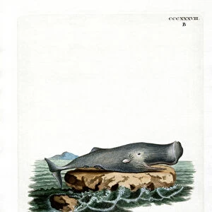 Sperm Whale (coloured engraving)