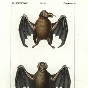 Tailed tailless bat