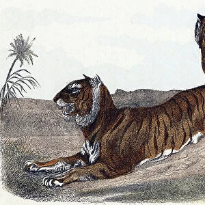 Tigers - " Alphabet illustrates animals" 19th century (engraving)