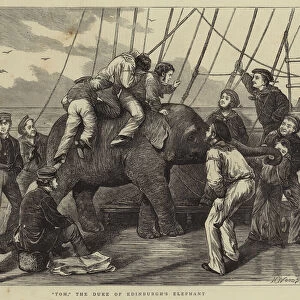 "Tom, "the Duke of Edinburghs Elephant (engraving)