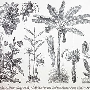 Various (Elettaria cardamomum) plants, Curcuma zedoaria (Zingiber officinale)
