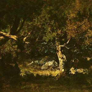 Woodland Thicket (oil on canvas)
