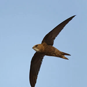 Flying Pallid Swift, Apus pallidus, Spain