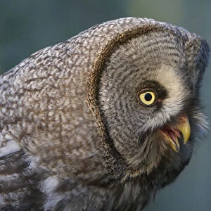 Great Grey Owl calling, Strix nebulosa