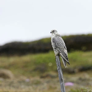 Gyrfalcon on Iceland, Falco rusticolus